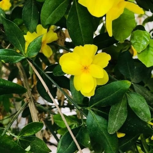 Yasemin Sarı Çiçek Açan