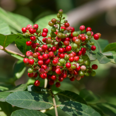 Menengiç Çitlenbik Fidanı 30 cm Pistacia terebinthus