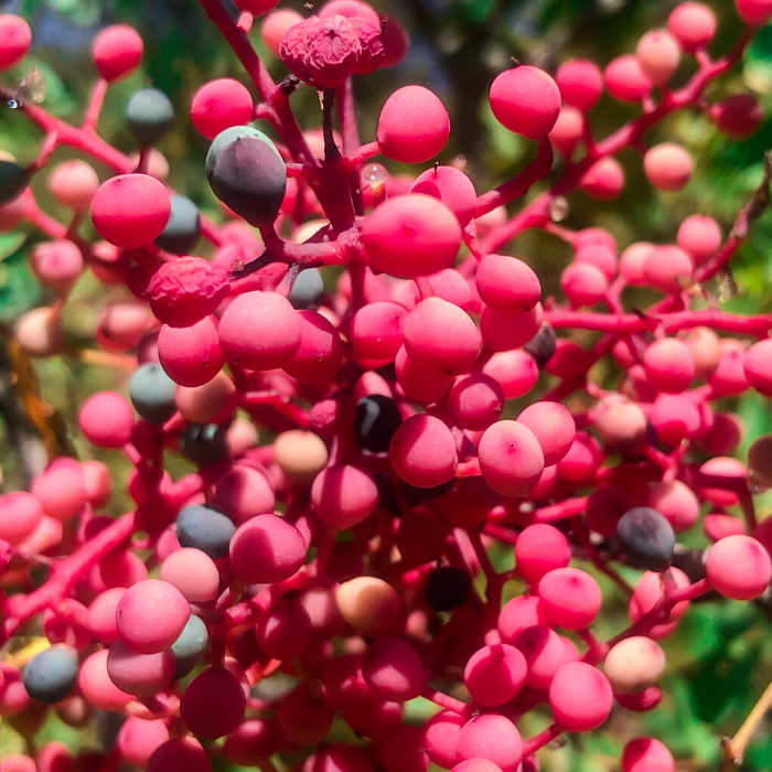 Menengiç Çitlenbik Fidanı 30 cm Pistacia terebinthus