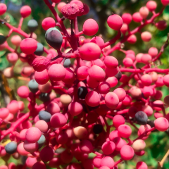 Menengiç Çitlenbik Fidanı 30 cm Pistacia terebinthus