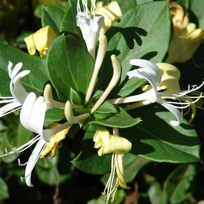 Kokulu Hanımeli Çiçeği Sarı Beyaz Açan