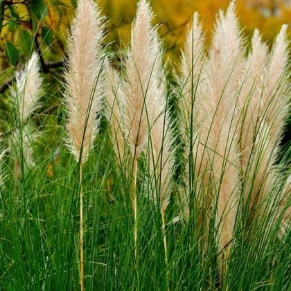 Pampas Saz Çiçeği Beyaz Püskül