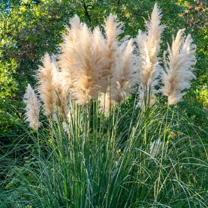Pampas Saz Çiçeği Beyaz Püskül