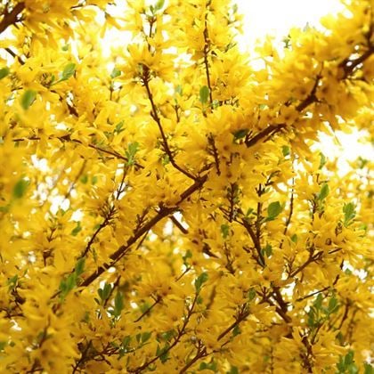 Altın Çanak Forsitya Fidanı