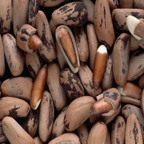 Fıstık Çamı Ağacı 90 cm