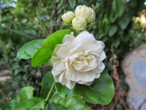 Yasemin Çiçeği Ful Sarılıcı Katmerli