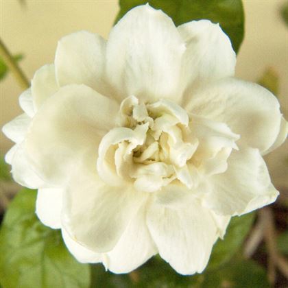 Yasemin Çiçeği Ful Sarılıcı Katmerli