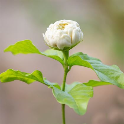 Yasemin Çiçeği Ful Sarılıcı Katmerli