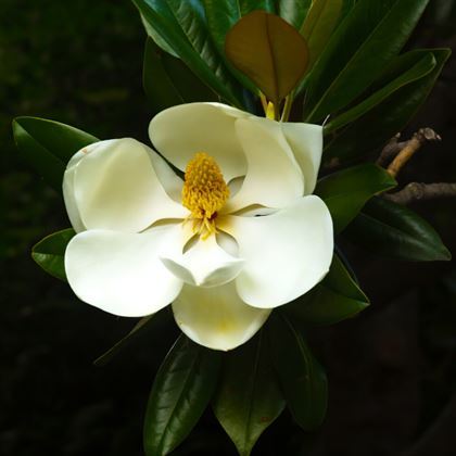 Manolya Çiçeği Fidanı Boy