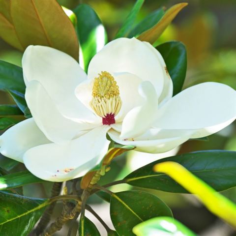 Manolya Çiçeği Fidanı Boy