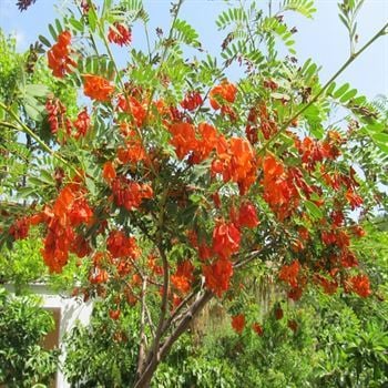 Sesbanya Çiçeği Gösterişli Sesbania Punicea