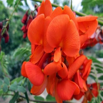 Sesbanya Çiçeği Gösterişli Sesbania Punicea