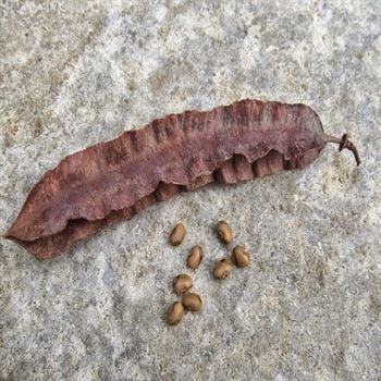 Sesbanya Çiçeği Gösterişli Sesbania Punicea