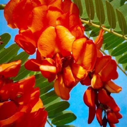 Sesbanya Çiçeği Gösterişli Sesbania Punicea