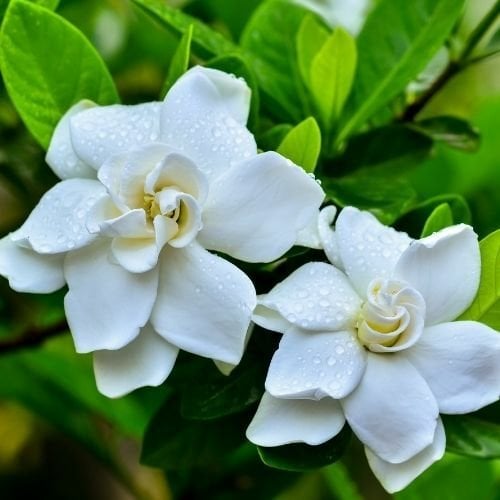 Gardenya Çiçeği
