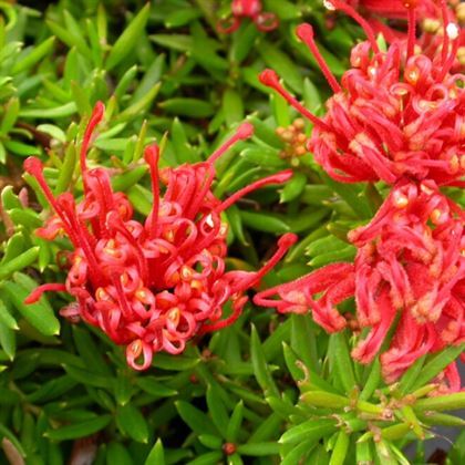 Gravilla Çiçeği Kırmızı Açan