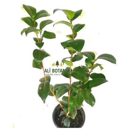 Kamelya Bitkisi Çiçeği 40 cm