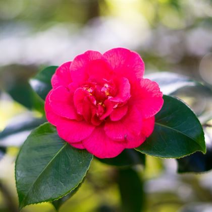 Kamelya Bitkisi Çiçeği 40 cm