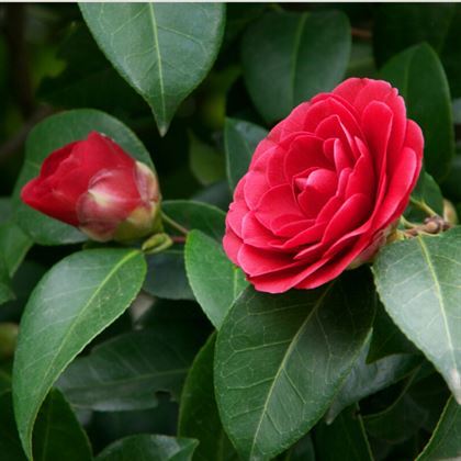 Kamelya Bitkisi Çiçeği 40 cm