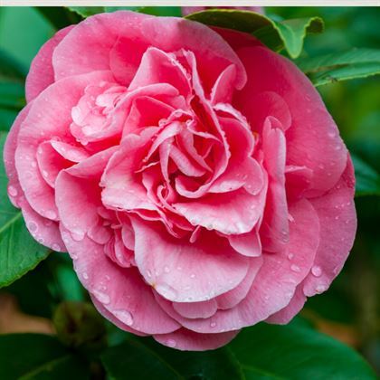 Kamelya Bitkisi Çiçeği 40 cm