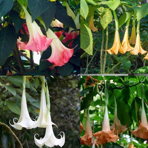 Cennet Borazanı Sarı Fidanı Datura