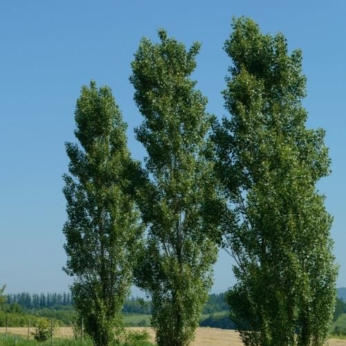 Kanada Kavağı Kavak Ağacı