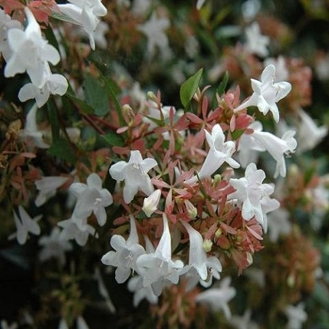 Güzellik Çalısı Abelya Çiçeği