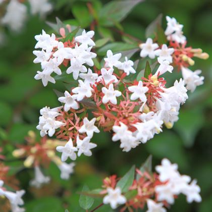 Güzellik Çalısı Abelya Çiçeği