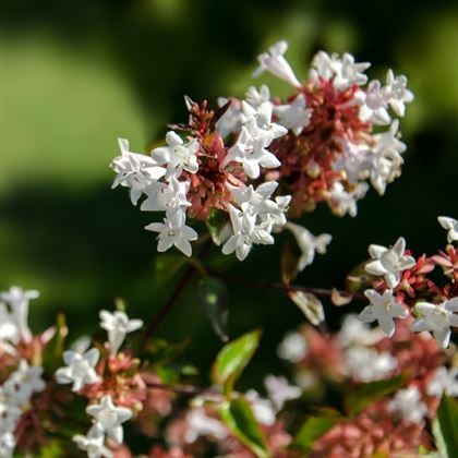 Güzellik Çalısı Abelya Çiçeği