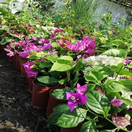 Gelin Duvağı Begonvil Çiçeği 40 cm