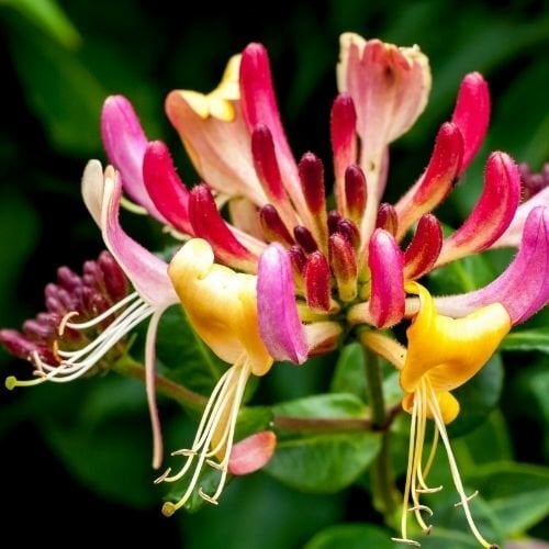 Hanımeli Çiçeği Kırmızı Açan