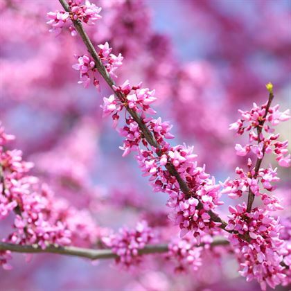 Erguvan Çiçeği Fidanı