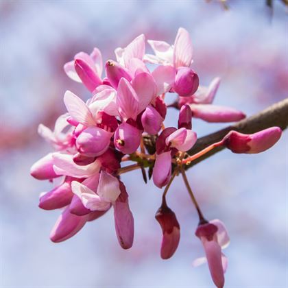 Erguvan Çiçeği Fidanı