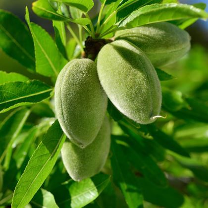 Niltinski Badem Fidanı Prunus Dulcis