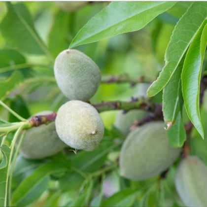 Turna Badem Fidanı Prunus Dulcis