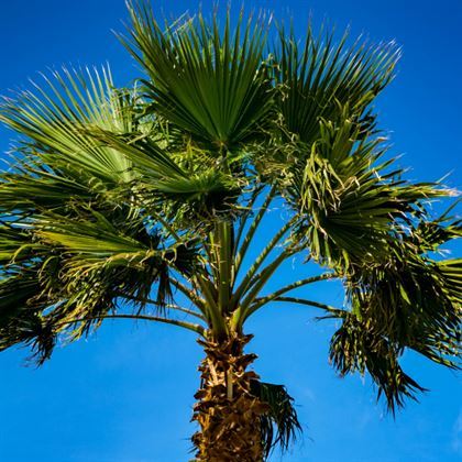 Palmiye Ağacı İzmir Palmiye