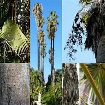 Palmiye Ağacı İzmir Palmiye