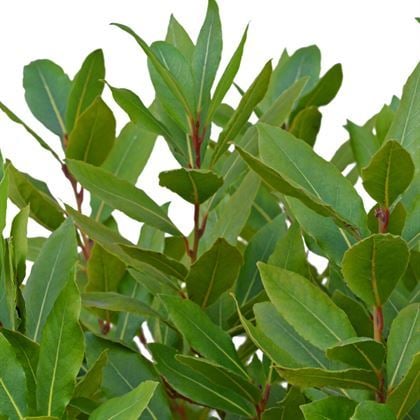 Defne Ağacı Fidanı 45 cm