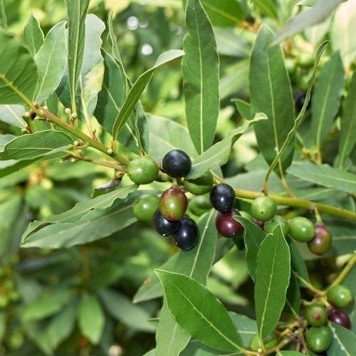 Defne Ağacı Fidanı 45 cm