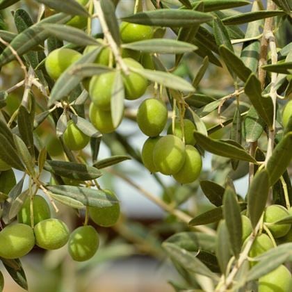 Bodur Zeytin Arbequina Fidanı