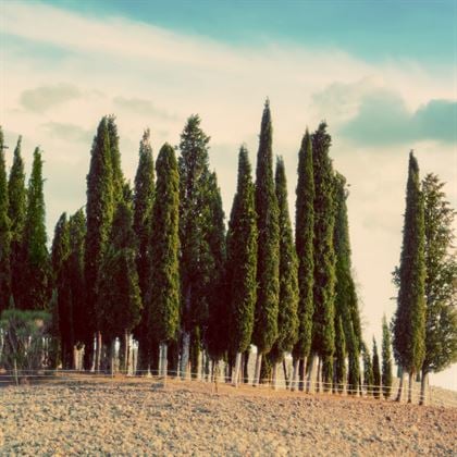 Mezarlık Servi Ağacı Kara servi