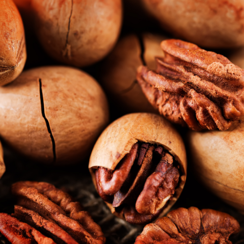 Pikan Ceviz Fidanı Pecan Carya İllinoinensis Wichita