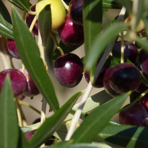 Memecik Zeytin Fidanı