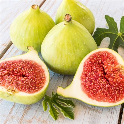 Yeşil Güz İnciri Fidanı Ficus Carica