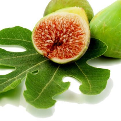 Beyaz Orak İncir Fidanı Ficus Carica