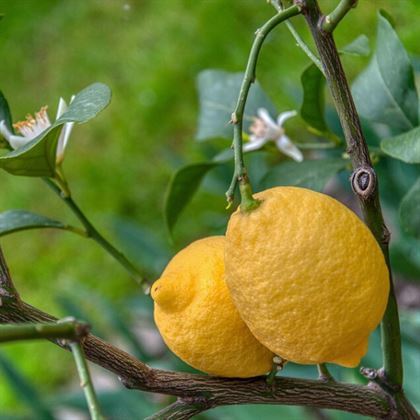 Yediveren Limon Ağacı