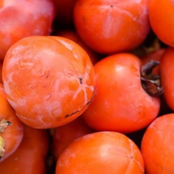 Trabzon Hurması Fidanı Cennet Elması