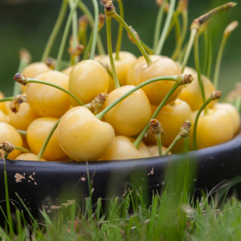 Starks Gold Kiraz Fidanı