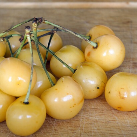 Starks Gold Kiraz Fidanı