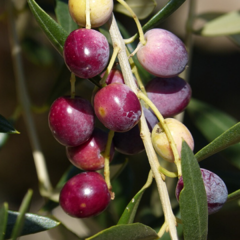 Delice Zeytin Fidanı